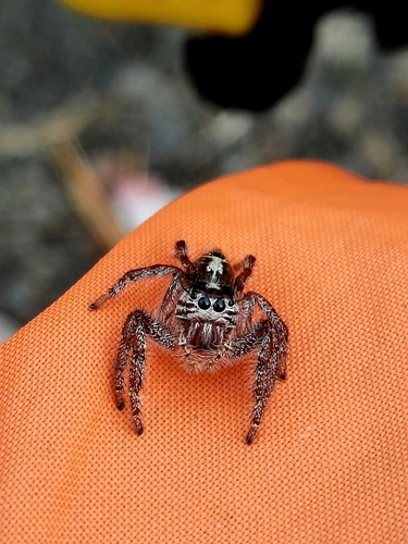 Giant Jumping Spider — 9