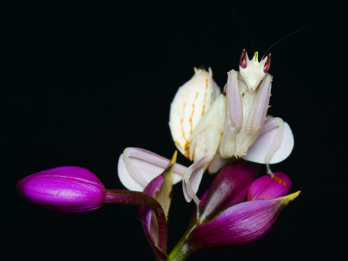 Mante-orchidée — 4