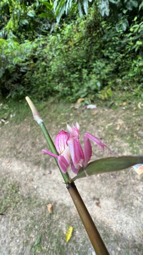 Mante-orchidée — 7