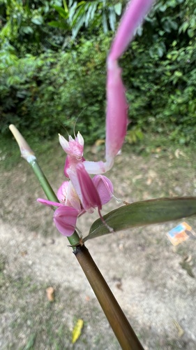 Mante-orchidée — 8