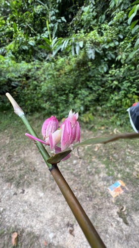 Mante-orchidée — 9