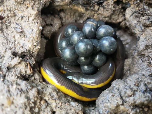 Asian Caecilian — 1