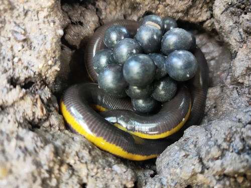 Asian Caecilian — 2