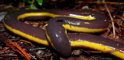 Asian Caecilian — 3