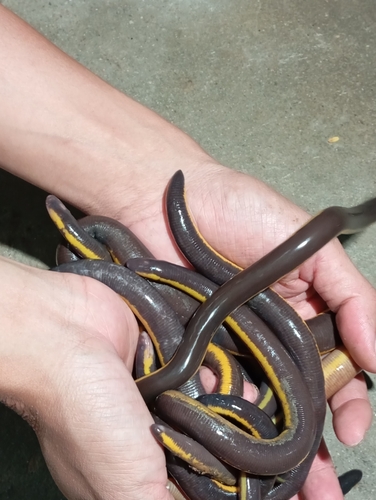 Asian Caecilian — 4