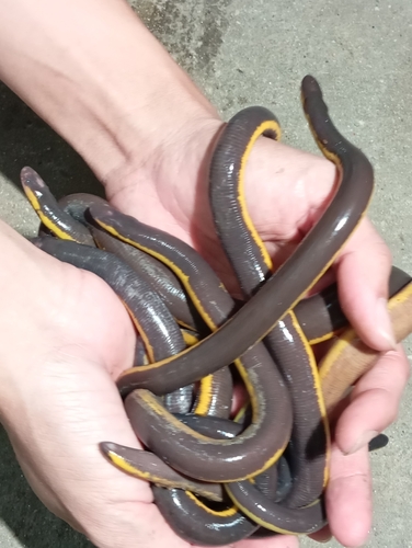 Asian Caecilian — 5
