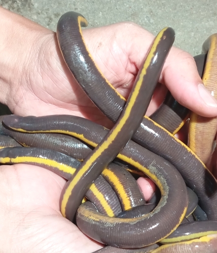 Asian Caecilian — 6