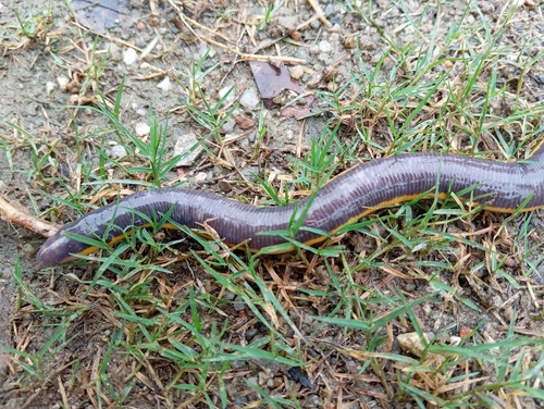 Asian Caecilian — 7