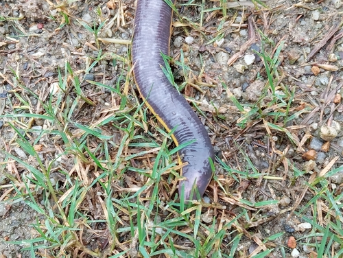 Asian Caecilian — 8