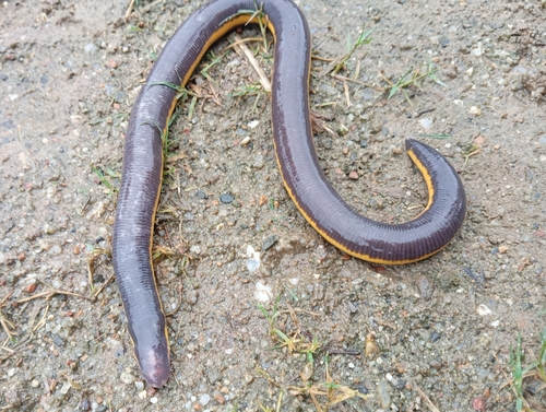 Asian Caecilian — 9