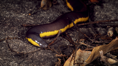 Asian Caecilian — 10