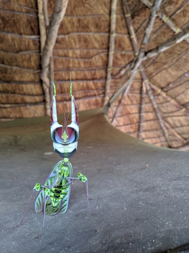 Devil's Flower Mantis — 3