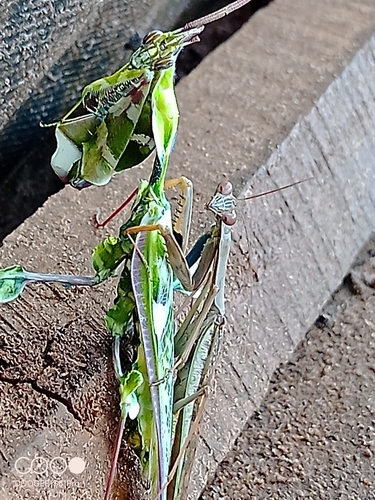 Devil's Flower Mantis — 6