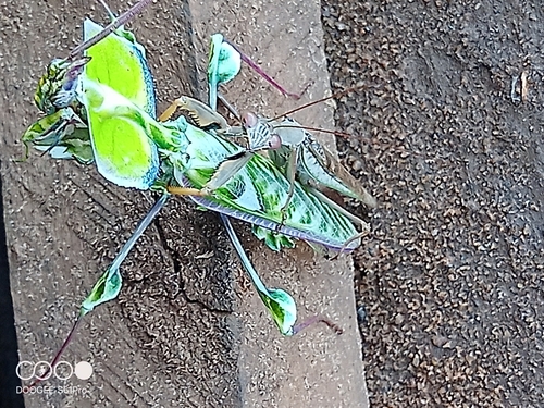 Devil's Flower Mantis — 7