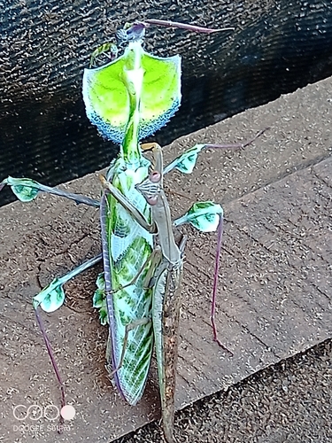 Devil's Flower Mantis — 8