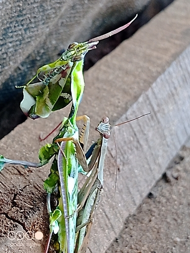 Devil's Flower Mantis — 9