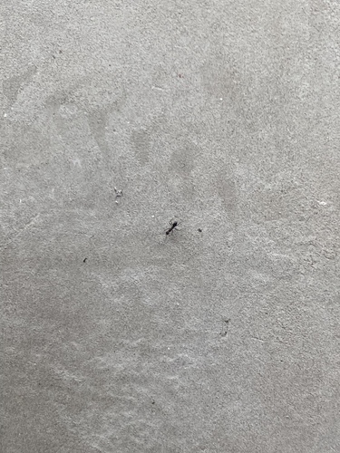 Asian Tyrant Ant — 1
