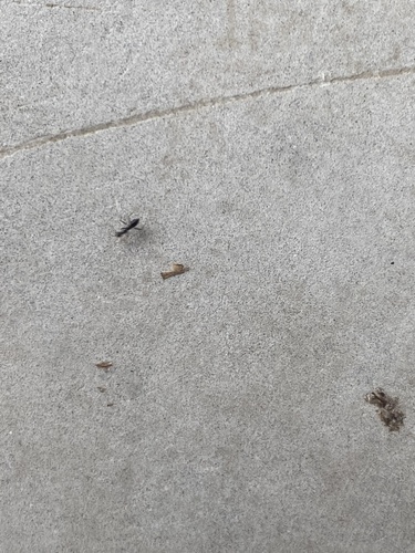 Asian Tyrant Ant — 2