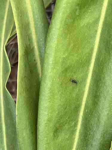 Asian Tyrant Ant — 5