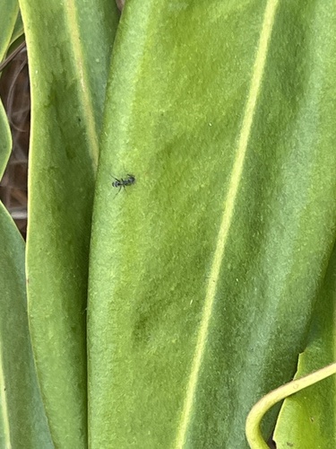 Asian Tyrant Ant — 6