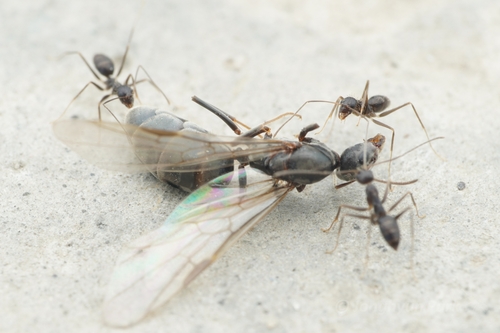 Asian Tyrant Ant — 8