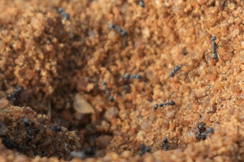 Asian Tyrant Ant — 10