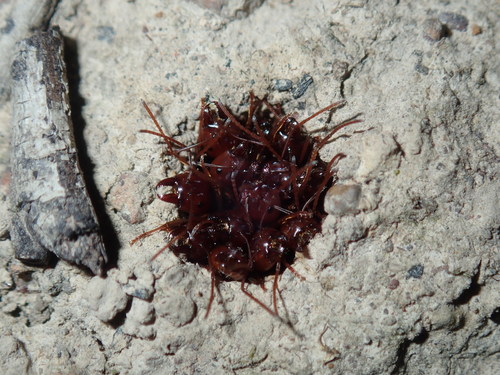 Southern Meat Ant — 1