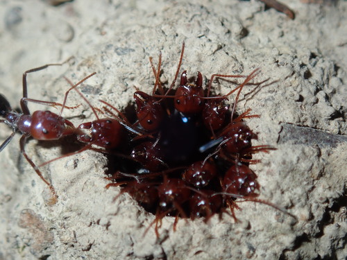 Southern Meat Ant — 2