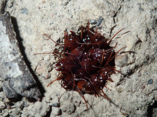 Southern Meat Ant — 3