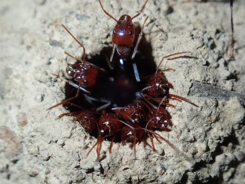 Southern Meat Ant — 4