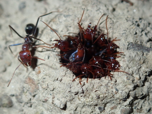 Southern Meat Ant — 6