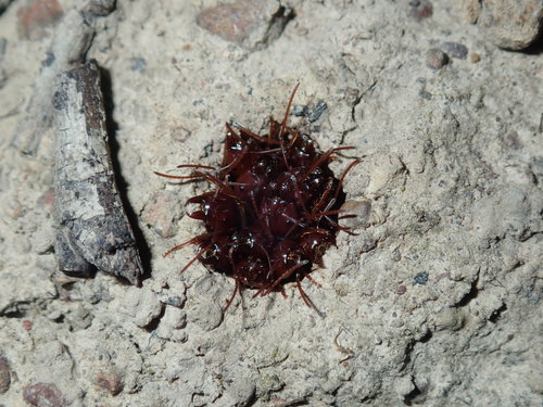 Southern Meat Ant — 7