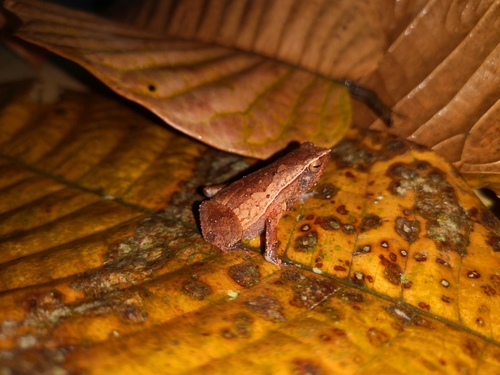 Rufous-sided Sticky Frog — 1