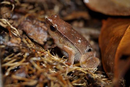 Rufous-sided Sticky Frog — 2