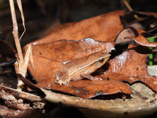 Rufous-sided Sticky Frog — 4