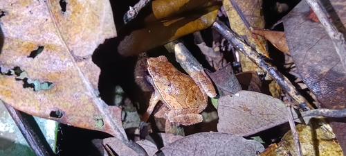 Rufous-sided Sticky Frog — 6