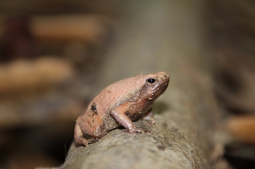 Rufous-sided Sticky Frog — 8