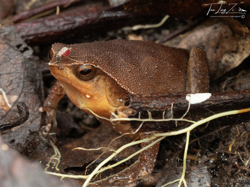 Rufous-sided Sticky Frog — 10