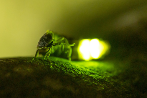 Common Glow-worm — 3