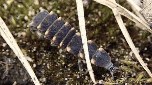 Common Glow-worm — 5