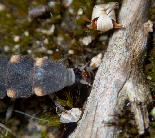 Common Glow-worm — 9