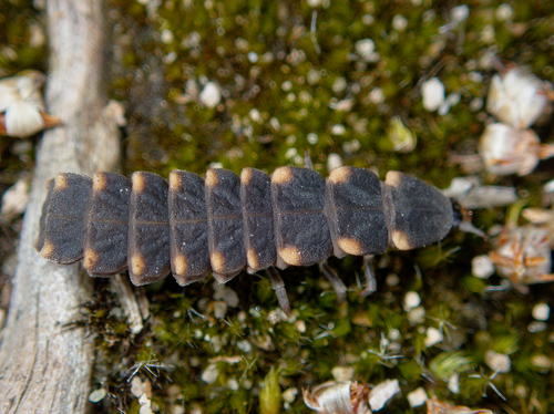 Common Glow-worm — 10