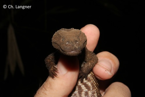 Earless Monitor — 3