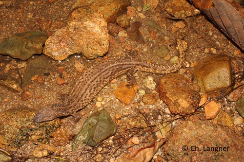 Earless Monitor — 4