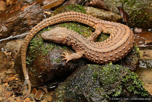 Earless Monitor — 5