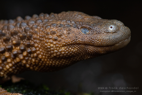Earless Monitor — 6
