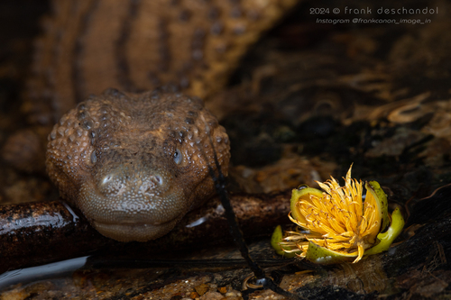 Earless Monitor — 7