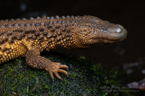 Earless Monitor — 8