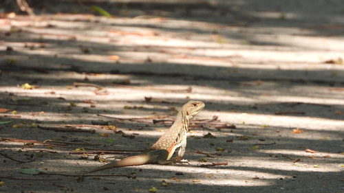 Butterfly Lizard — 4