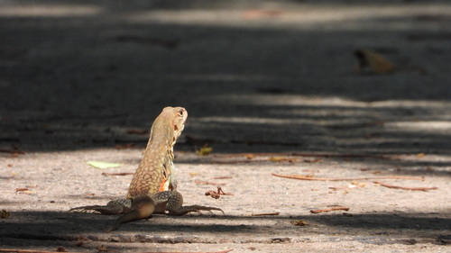 Butterfly Lizard — 5